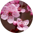 Elaine Norambuena Elaine Norambuena