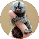 Uroš Stojanović Uroš Stojanović